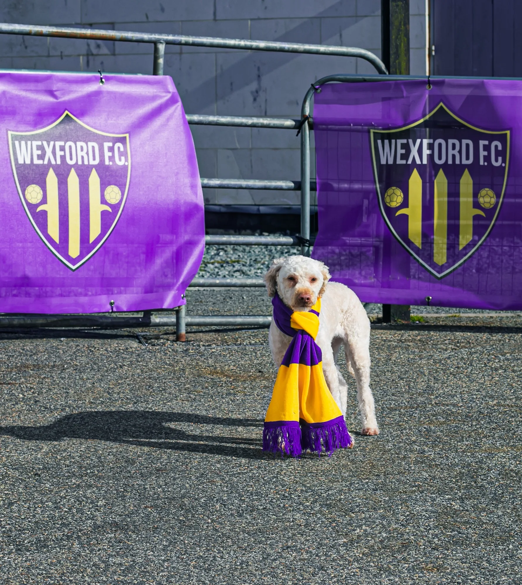 Wexford FC Introduces Teddy the Therapy Dog